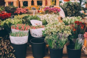 Top 10 Companii comertul cu amanuntul al florilor si plantelor